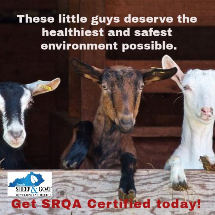 Picture of small ruminant animals